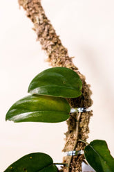 Scindapsus pictus sp. Bengkayang form 1